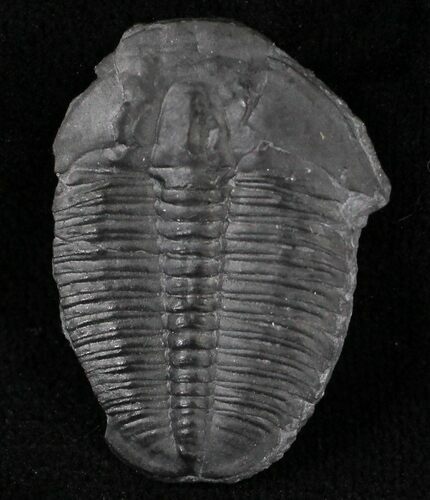 Elrathia Trilobite - Wheeler Shale, Utah #21094